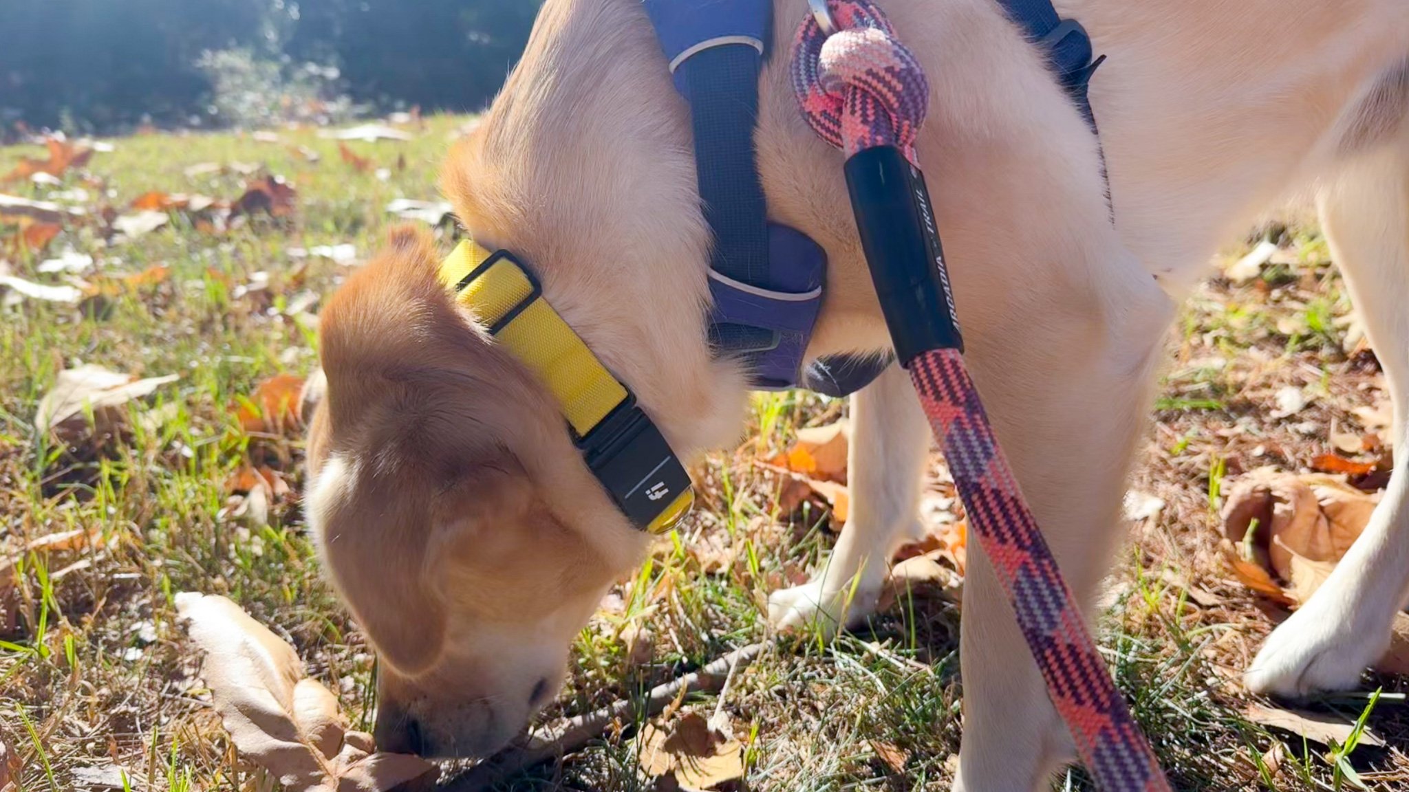 Our dog, Simone, wearing her Fi Series 3 collar while outside on a walk