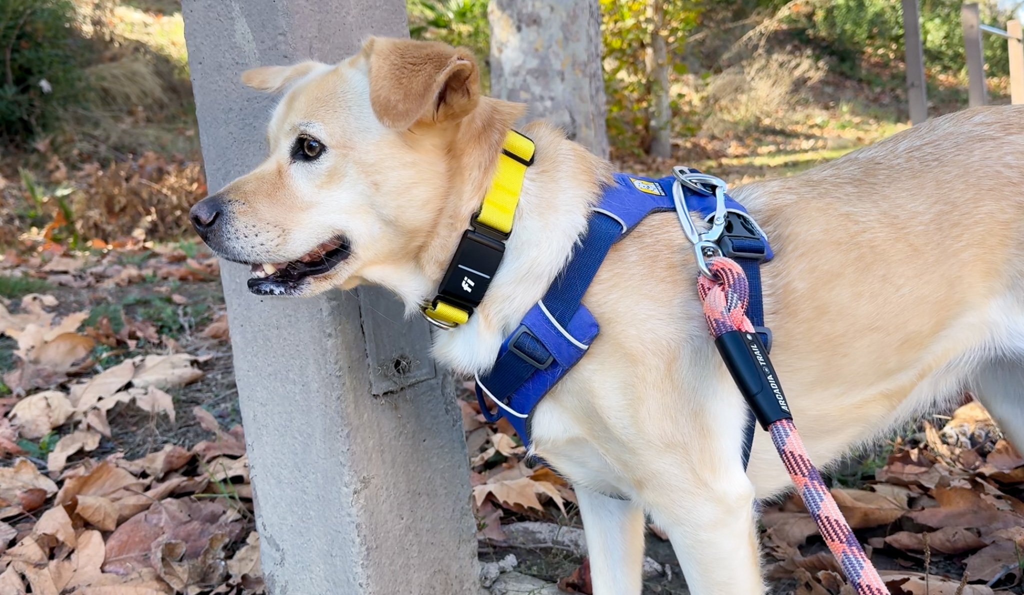 Our dog, Simone, wearing her Fi Series 3 collar while outside on a walk